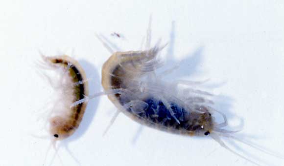 Bachflohkrebs